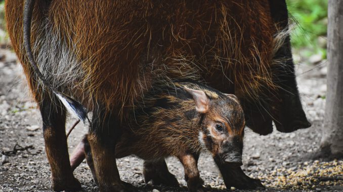 Brush Ear Pig Potamochoerus Porcus Brush Ear Pig Potamochoerus Porcus - Alexas_Fotos / Pixabay