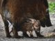 Brush Ear Pig Potamochoerus Porcus  - Alexas_Fotos / Pixabay