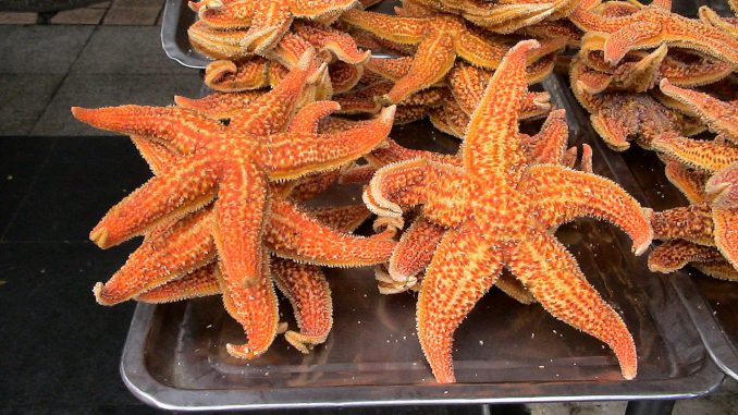 Common Starfish Asterias Rubens  - BM10777 / Pixabay