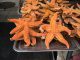 Common Starfish Asterias Rubens  - BM10777 / Pixabay