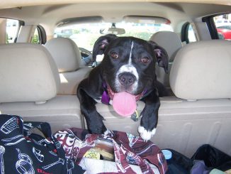 Dog Car Ride Travel Dog Dog Dog  - TessDeGroot / Pixabay