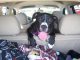 Dog Car Ride Travel Dog Dog Dog  - TessDeGroot / Pixabay