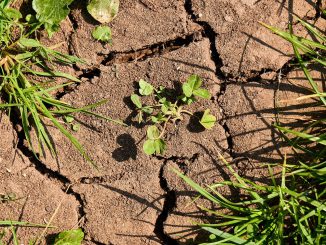 Drought Grass Weed Earth Dry  - distelAPPArath / Pixabay