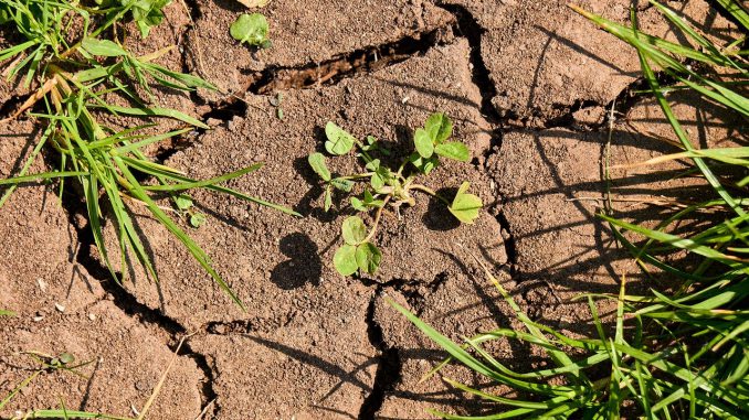 Drought Grass Weed Earth Dry  - distelAPPArath / Pixabay