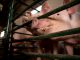 Eating Pig Breeding Cage Nose  - borevina / Pixabay