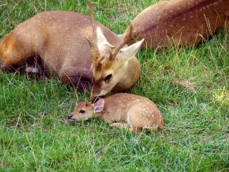 Fawn Petit Deer Nature Animal  - good-seb / Pixabay