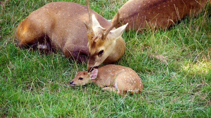 Fawn Petit Deer Nature Animal Fawn Petit Deer Nature Animal - good-seb / Pixabay
