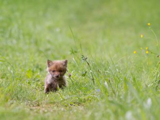 Fuchs Young Fox Wild Animal