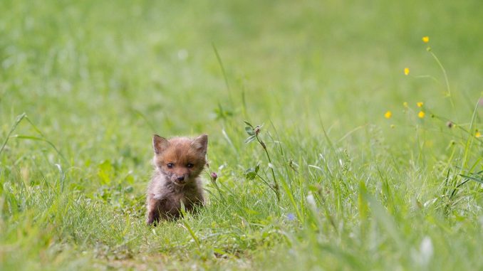 Fuchs Young Fox Wild Animal 