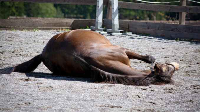 Horse Pony Rolling Riding Pony  - Pezibear / Pixabay
