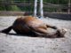 Horse Pony Rolling Riding Pony  - Pezibear / Pixabay