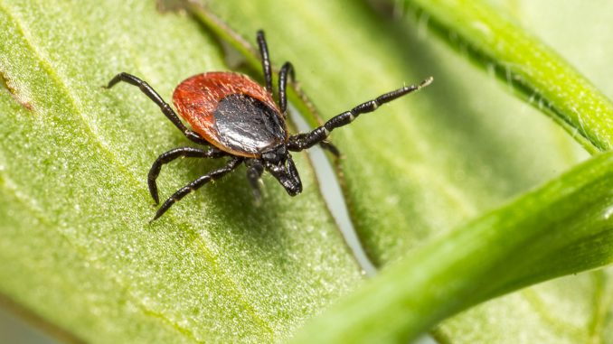 Ixodes Ricinus Castor Bean Tick Tick  - Erik_Karits / Pixabay