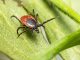 Ixodes Ricinus Castor Bean Tick Tick  - Erik_Karits / Pixabay