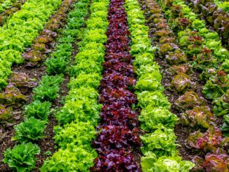 Salad Field Agriculture Vegetables  - Zotx / Pixabay