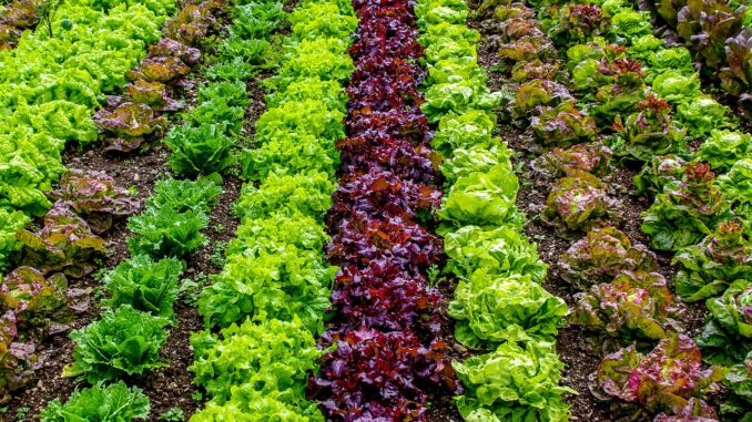 Salad Field Agriculture Vegetables  - Zotx / Pixabay