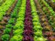 Salad Field Agriculture Vegetables  - Zotx / Pixabay