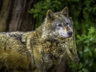 Wolf Male Dominant Animal Nature  - Illuvis / Pixabay