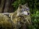 Wolf Male Dominant Animal Nature  - Illuvis / Pixabay
