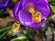 Bee Flower Nature Summer Green  - ajs1980518 / Pixabay