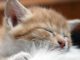 Cat Street Cat Gilnyangyi Kitten  - HeungSoon / Pixabay