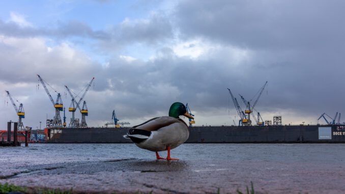 Duck Elbe Nature River Water Duck Elbe Nature River Water - KarstenBergmann / Pixabay