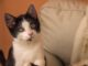 Kitten Cat Baby Black White Small  - guvo59 / Pixabay