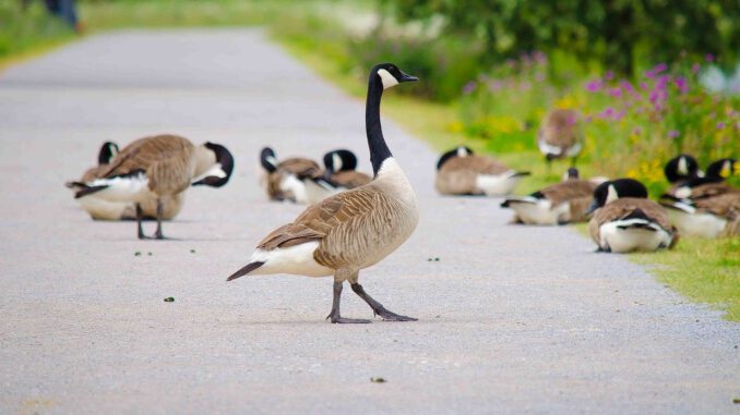Nilg%C%Anse Geese Bird Wild Goose  - ToNic-Pics / Pixabay