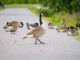 Nilg%C%Anse Geese Bird Wild Goose  - ToNic-Pics / Pixabay