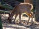 Roe Deer Fawn Fallow Deer Wild  - wal_172619 / Pixabay