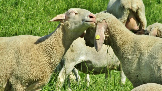 Sheep Merino Sheep Lambs Dam Sheep Merino Sheep Lambs Dam - s-ms_1989 / Pixabay