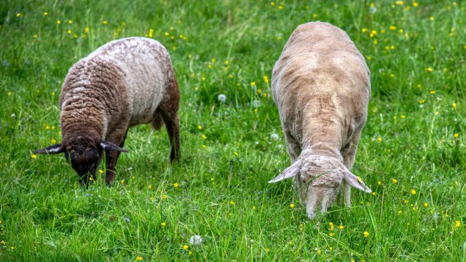 Sheep Two Duo Graze Peaceful  - webentwicklerin / Pixabay