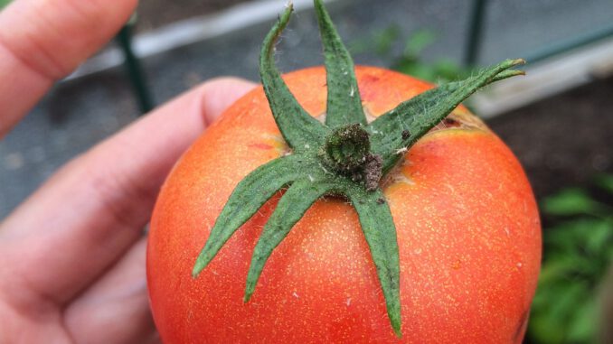 Tomato Grow Greenhouse Cultivation Tomato Grow Greenhouse Cultivation - johannamalm / Pixabay