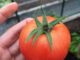 Tomato Grow Greenhouse Cultivation  - johannamalm / Pixabay