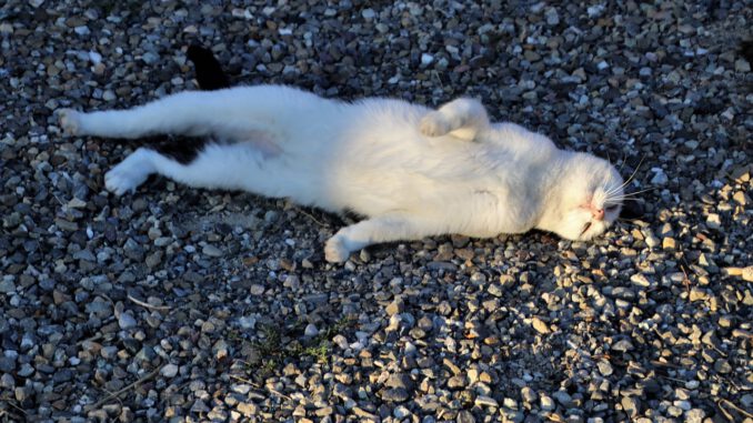 Cat White It Lies Laziness  - pasja1000 / Pixabay