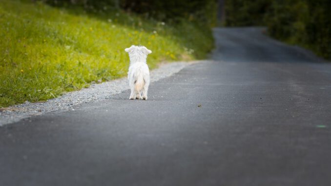 Dog Animal Pet Small Dog Mammal Dog Animal Pet Small Dog Mammal - Pezibear / Pixabay