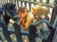 Horse Pony Animal Farm Curious  - dimitrisvetsikas1969 / Pixabay