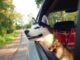 Machine Dog Trip Husky Pleasure  - anvel / Pixabay