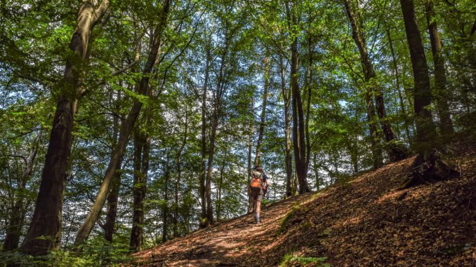 Mountain Hiker Nature Away Forest Mountain Hiker Nature Away Forest - MichaelGaida / Pixabay
