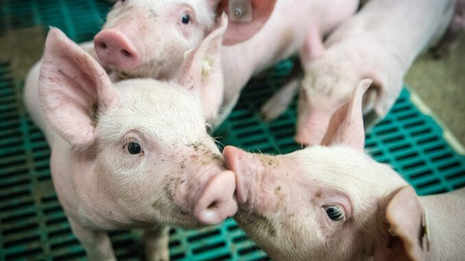 Piglet Piglet Barn Stall  - Ehrecke / Pixabay