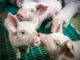 Piglet Piglet Barn Stall  - Ehrecke / Pixabay