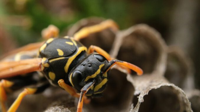 Wasp Insect The Hive Wasp Sting Wasp Insect The Hive Wasp Sting - Alexan750Der / Pixabay