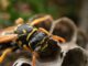 Wasp Insect The Hive Wasp Sting  - Alexan750Der / Pixabay