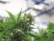Cannabis Mmj Marijuana Pot Herb  - viciousartstudios / Pixabay