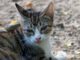 Cat Feline Pet Fur Gray White  - RealBeauty / Pixabay
