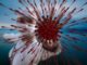 Coronavirus Corona Sars Cov   - geralt / Pixabay