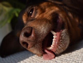 Dog Tongue Pant Hot Heat Pet  - calm_lu / Pixabay