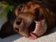 Dog Tongue Pant Hot Heat Pet  - calm_lu / Pixabay