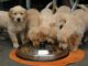 Golden Retriever Puppy  - jagdprinzessin / Pixabay