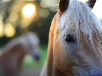 Haflinger Horses Pferde  - siebeckdotcom / Pixabay
