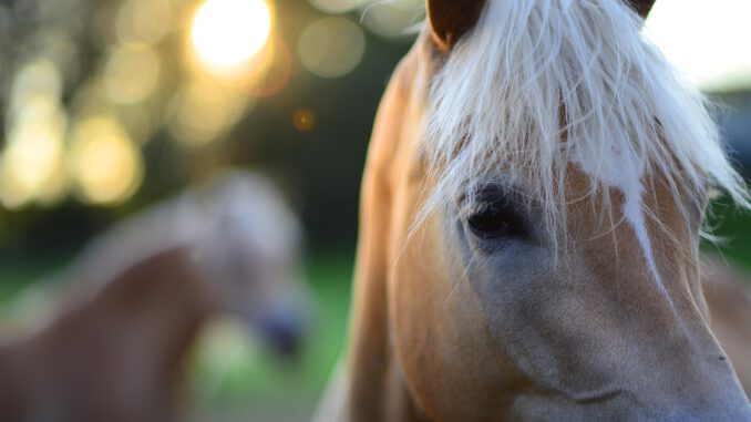 Haflinger Horses Pferde  - siebeckdotcom / Pixabay